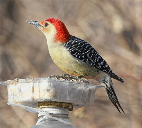 Popular Backyard Birds of Minnesota (With Pictures) - Birdwatching Tips