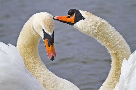 PETER'S PORTFOLIO..............Bird & Wildlife Photography: Mute Swans