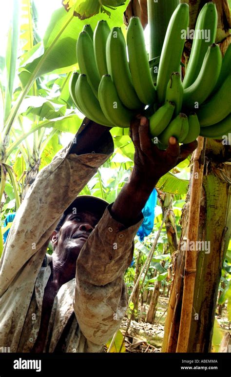 Fairtrade banana farmer from St Lucia Stock Photo - Alamy