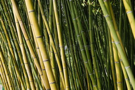 Tropical bamboo jungle stock image. Image of mountain - 274875667