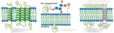 The Structure and Functions of Membrane Proteins and Carbohydrates ...