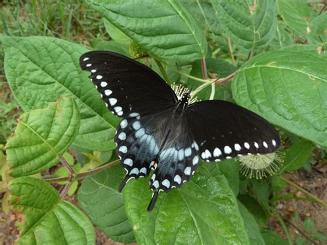 Spicebush Swallowtail - Alabama Butterfly Atlas