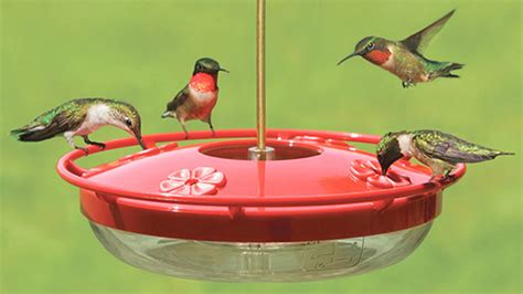 Hummingbirds: Attracting and Feeding Them in Your Backyard - The Backyard Naturalist