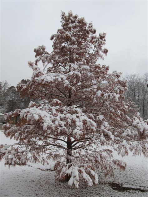 November Snow Arrives! | Rotary Botanical Gardens