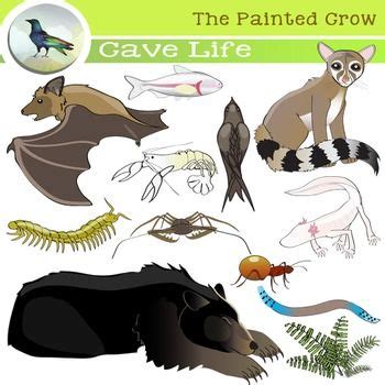 Cave Life Clip Art - Subterranean Creatures - Biology - Science | Cave animals, Clip art, Creatures