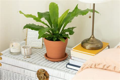 Indoor Ferns Types