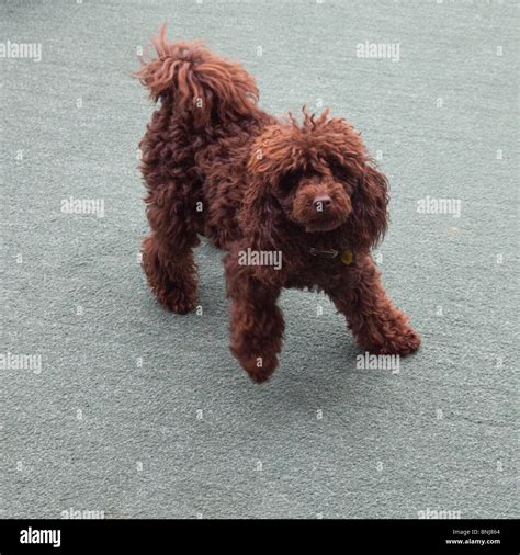 Chocolate brown miniature toy poodle. St Mawes, Cornwall, England Stock Photo - Alamy