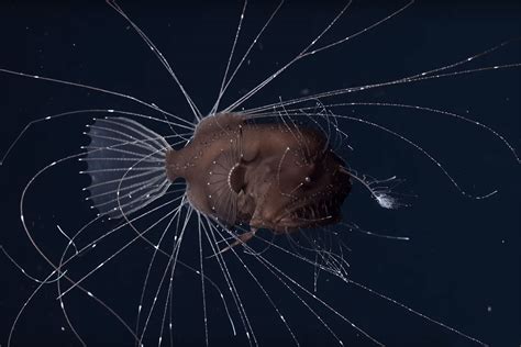 First-ever footage of mating anglerfish is strangely mesmerising | Deep Ocean | Earth Touch News