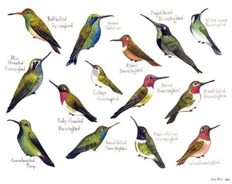 Hummingbirds of North America Birds Field Guide by KateDolamore