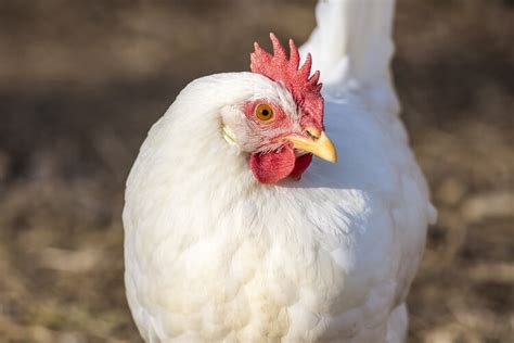 Complete Leghorn Chicken Guide: Colors, Eggs, Facts And More… | Chickens And More