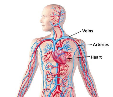 What is Blood Pressure? – Osteopathy Singapore