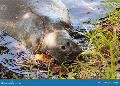 A Florida Manatee Feeds on Some Shoreline Grass Stock Photo - Image of ...