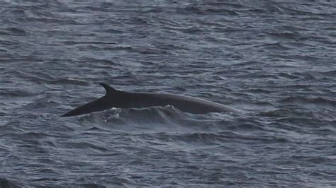 Whale Watching in Northwest Scotland with CalMac Ferries | Wild Discovery