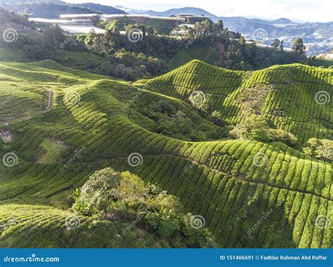 Beautiful Aerial View of the Tea Plantation at Golden Hour Stock Image ...