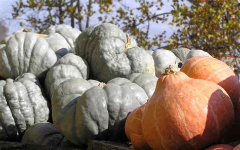 30 GOLDEN HUBBARD SQUASH Genesee Red Buttercup Cucurbita Pepo - Etsy