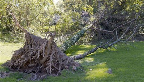 What You Need to Know About Uprooted Trees | Complete Tree Care