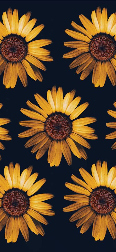 [100+] Sunflower Iphone Wallpapers | Wallpapers.com