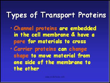 Cytolysis & Plasmolysis