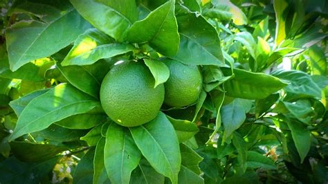 Lemon Tree Lime · Free photo on Pixabay