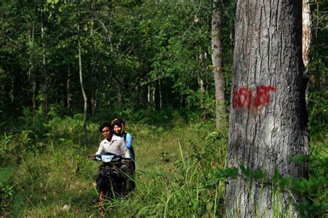 Deforestation in Cambodia_my green pod-2 - My Green Pod