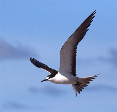 Seychelles approves Sooty Tern egg harvest on new island - BirdGuides