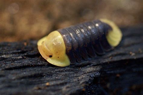 rubber duckie isopods | Lucu, Kapur, Bebek karet