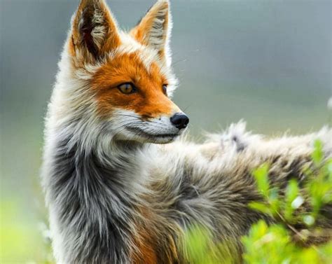 A beautiful fox. It has very interesting colors. Full Hd Pictures, Fox Pictures, Wild Animal ...