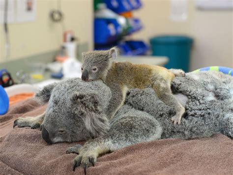 White Wolf : Baby koala hugs mum during her life-saving surgery (Photos)