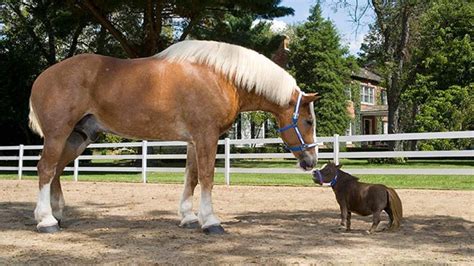 Meet Big Jake and Thumbelina: The tallest and smallest horse in the ...