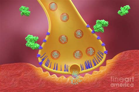 Botulinum Toxin Nerve Block Mechanism #4 Photograph by Maurizio De Angelis/science Photo Library ...