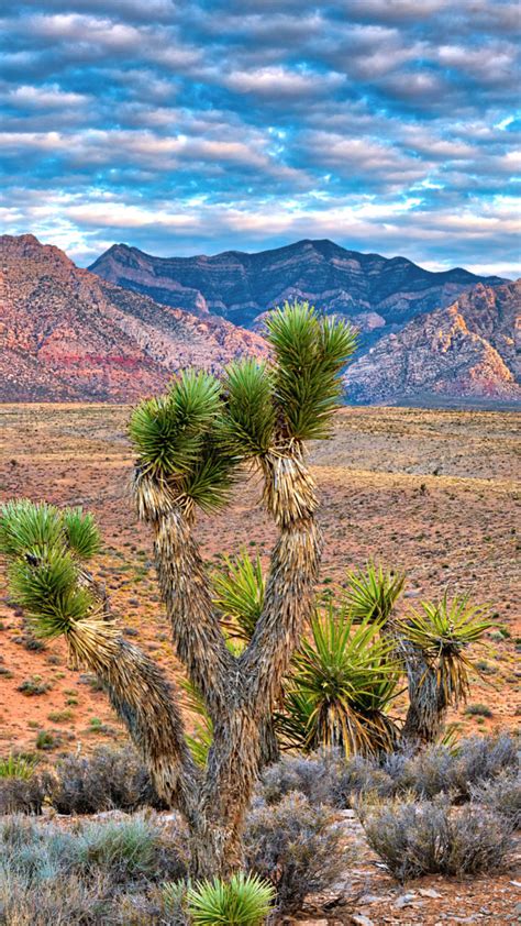 Red Rock Canyon National Conservation Area in... - Spotlight Photos