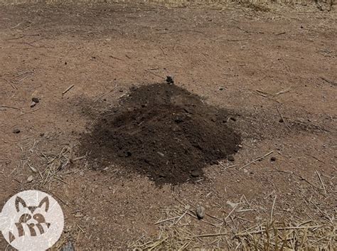 A Moles Anatomy & Feeding Habits - Wildlife Removal Services in Scottsdale AZ | Critter Evictors