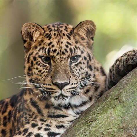 Amur Leopard - Facts, Diet, Habitat & Pictures on Animalia.bio