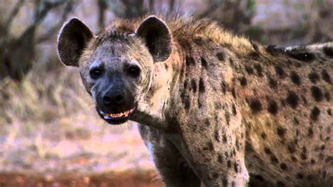 What Sound Does A Hyena Make? - Animal Sounds (Hyena Sounds) - YouTube