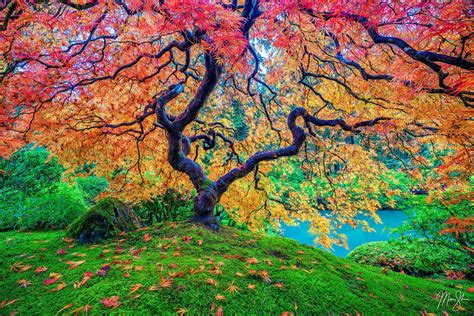 Where is Peter Lik’s Tree of Life Located? The Portland Japanese Garden! – Mickey Shann… | Fine ...