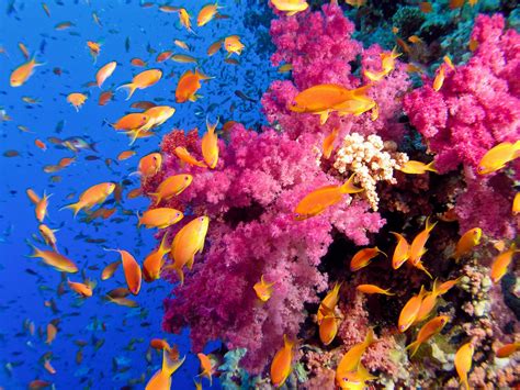 The Great Barrier Reef, Australia | Coral reef, Tropical fish, Fish wallpaper