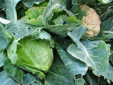 Cabbage and cauliflower - Tiny Farm Blog