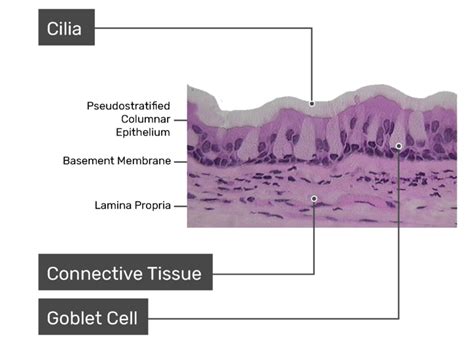 Respiratory Mucosa Labeled