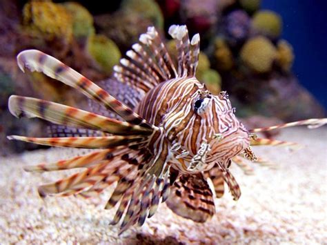 Lionfish – "OCEAN TREASURES" Memorial Library