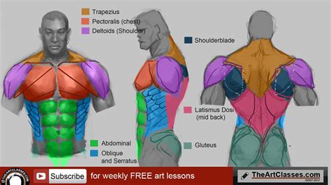 Male Back Muscles Reference : Pin On The Pencil : Whether it's to pass ...