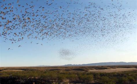 Seeing through the swarm: How hawks hunt bat prey