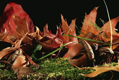 Northern Red Oak Tree With Acorns Photograph by Mark Moffett - Fine Art America