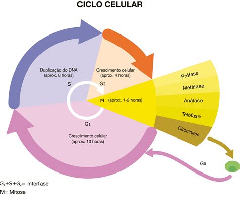 Questões Sobre Ciclo Celular - MODISEDU