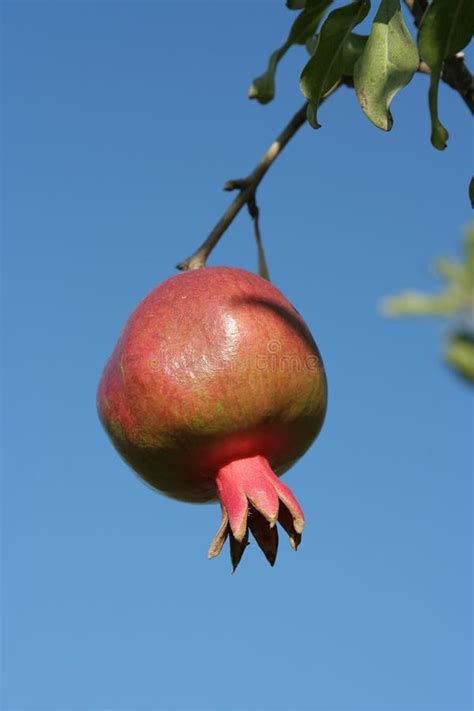 120+ Pomegranate tree Free Stock Photos - StockFreeImages