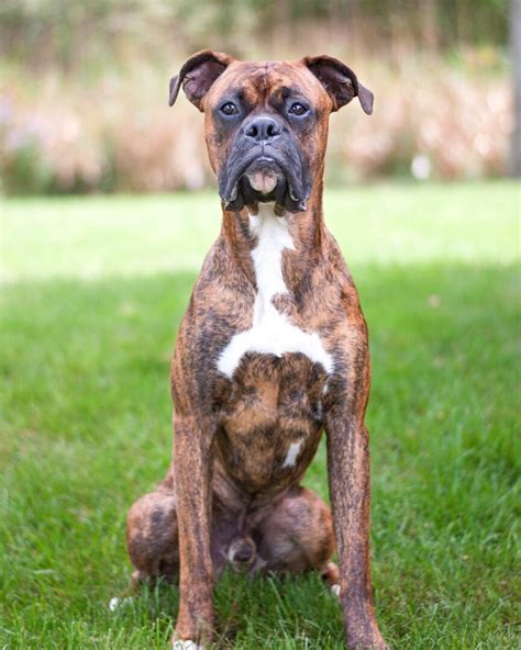 Brindle Boxer Dog: Appearance, Genetics, Temperament & More!