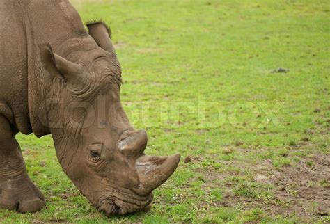 Rhino eating green grass | Stock image | Colourbox