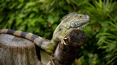 Chameleon lizard 2020 Animals HD Photo Preview | 10wallpaper.com