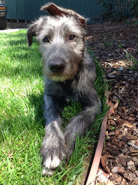 Our Irish wolfhound puppy. She has so much character! | Irish wolfhound puppies, Irish wolfhound ...