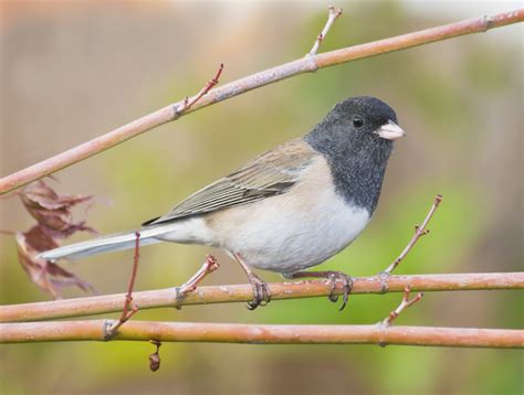 Dark-eyed Junco — Sacramento Audubon Society