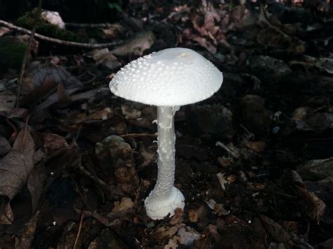 Amanita ocreata – Gnomeprints.com